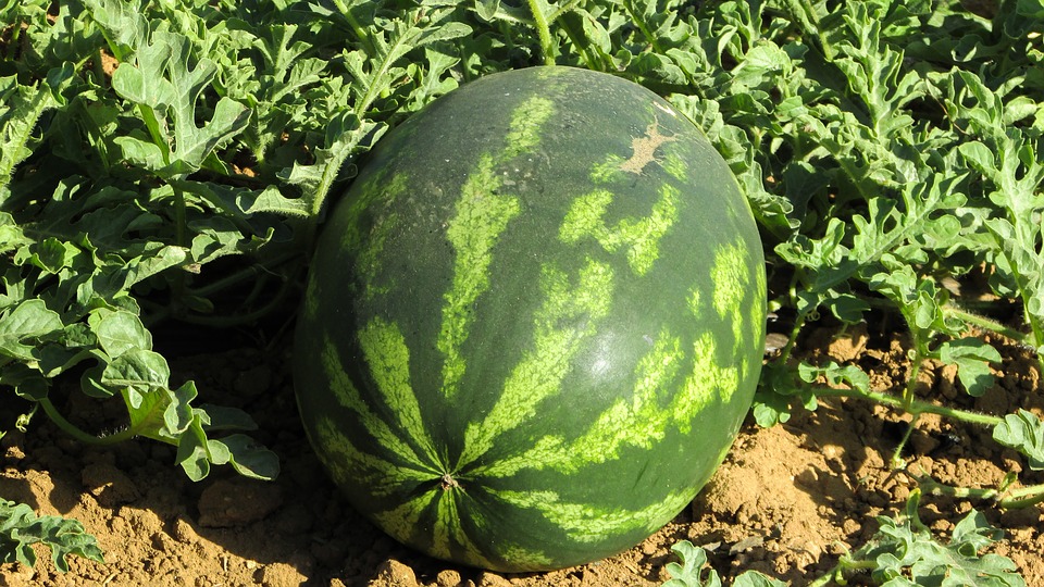watermelon 1379990 960 720